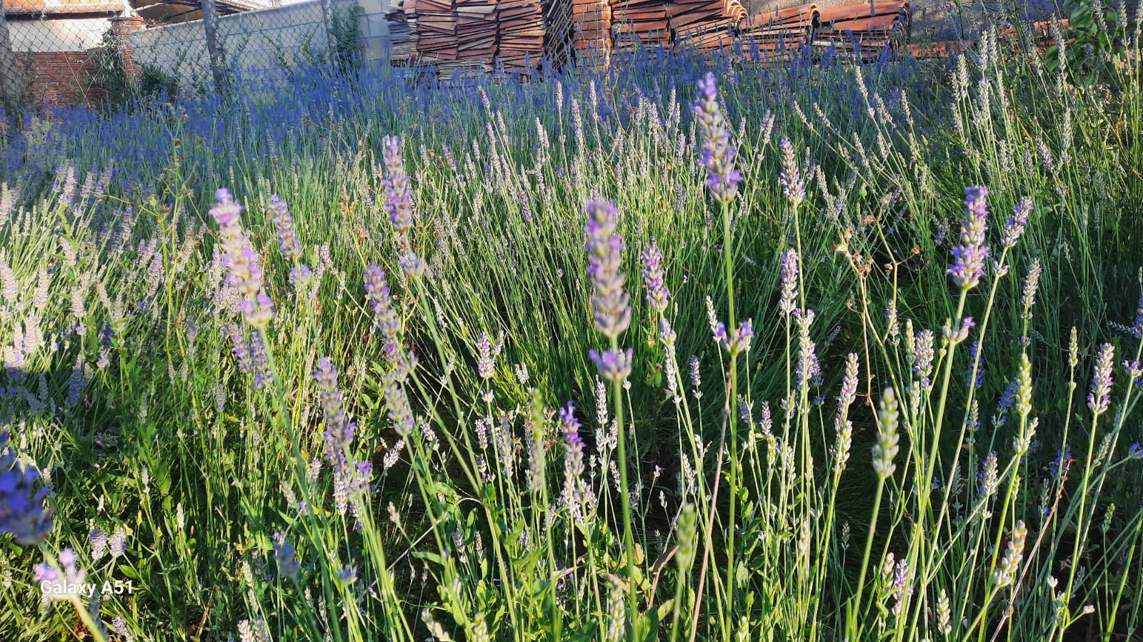 Herbes aromàtiques de les Guilleries collides a mà
